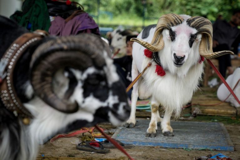 MenKopUKM: Budaya Domba Tangkas Garut Potensial Jadi Sumber Kekuatan Ekonomi Jabar