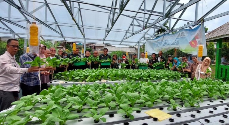 Serda Jayadi Hendrawan Ikut Pantau Panen Raya Hidroponik Pakcoy