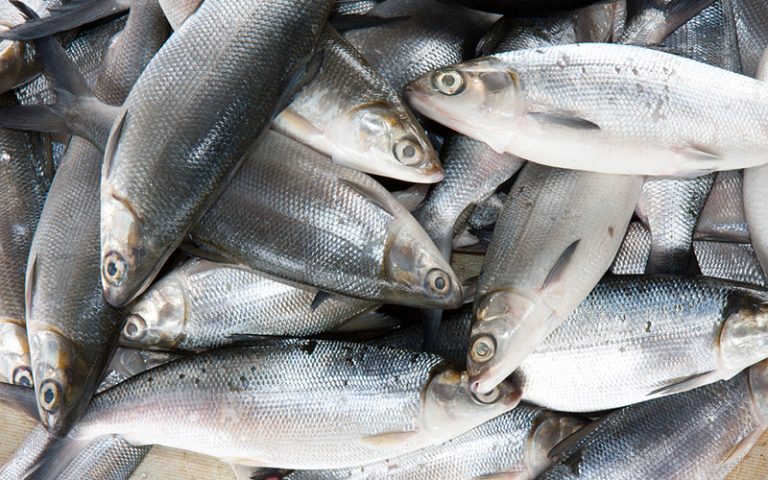 5 Manfaat Ikan Bandeng Bagi Kesehatan, Jaga Tulang dan Penglihatan