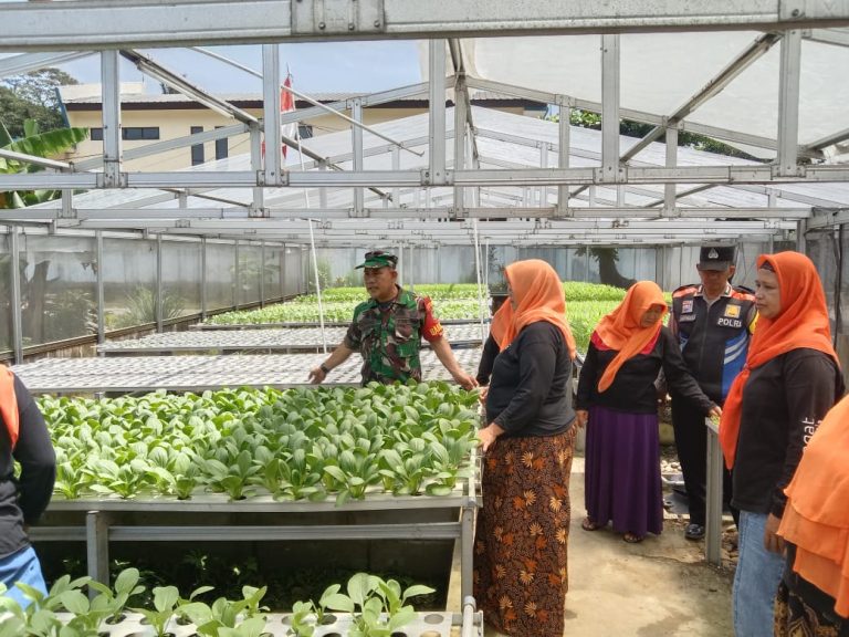 Pantau Perawatan Budidaya Hidroponik, Ini Penjelasan Babinsa Kelurahan Kedung Halang!