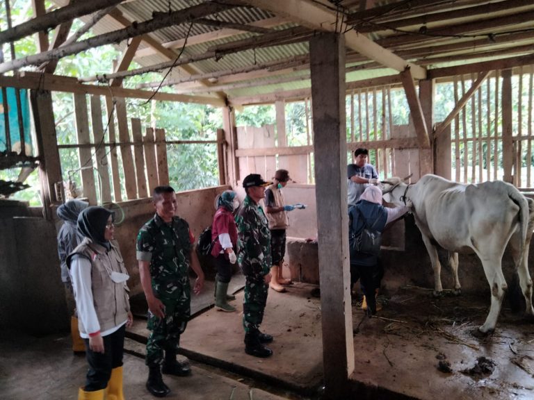 Antisipasi Virus PMK, Babinsa Kelurahan Muarasari Terjun ke Peternakan