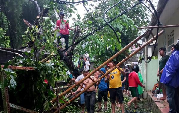 Takut Roboh, Pohon-Pohon di Kota Bogor Mulai Ditebangi