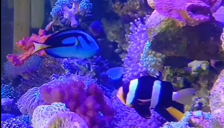 Yan’s Aquarium, Tawarkan Aneka Macam Ikan hingga Tumbuhan Aquarium