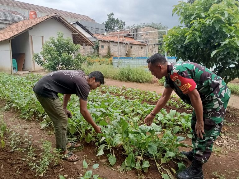 Bareng Warga Binaan, Serda Hendra Tanam Sayuran di Kelurahan Cimahpar