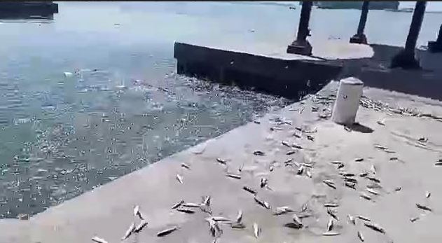 Viral Ribuan Ikan Lompat ke Daratan di Kepulauan Seribu