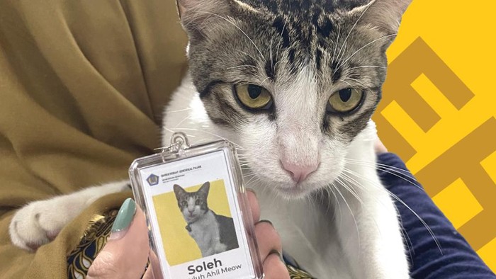 Kenalan dengan Soleh, Kucing Pertama yang Jadi Pegawai Kantor Dirjen Pajak