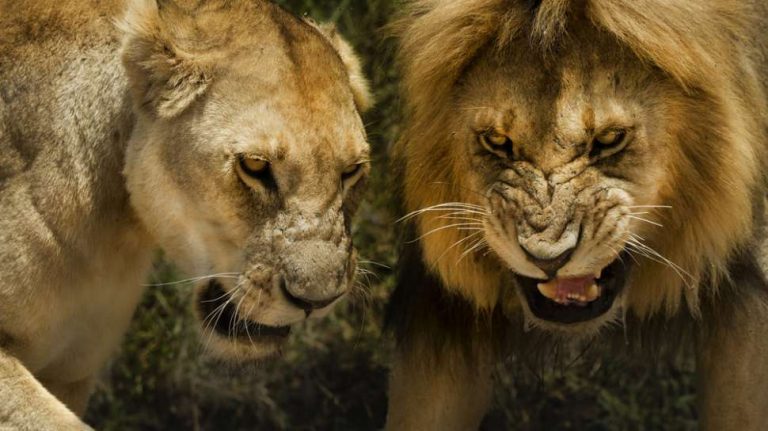Sadis! Bocah 3 Tahun Diterkam Singa hingga Tewas Dihadapan Orang Tua