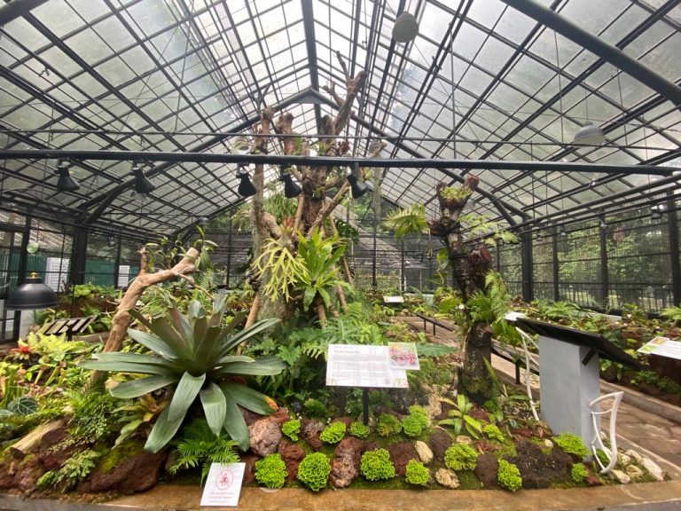 Review Taman Nepenthes di Kebun Raya Bogor Jadi Wahana Edukasi