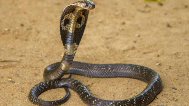 King Kobra yang Patuk Alprih Prayono Eks Asisten Panji Petualang hingga Meninggal Ternyata…