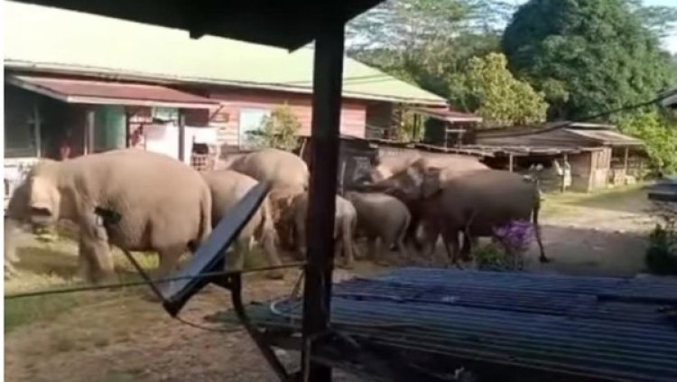 Gerombolan Gajah Geruduk Permukiman Warga di Nunukan