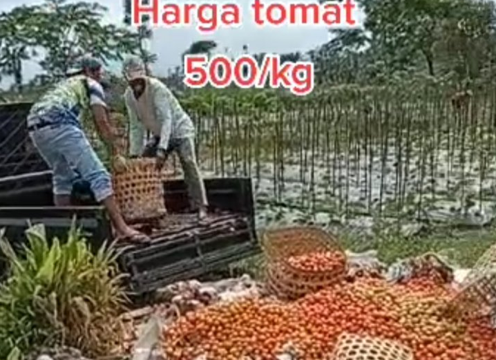 Viral Petani Buang Hasil Panen Tomat, Kecewa Harga Jual Cuma Rp 500 per Kg