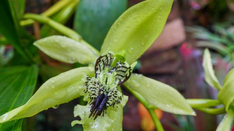 Anggrek Hitam Kalimantan Mekar di Kebun Raya Bogor