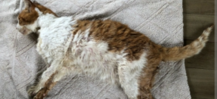 Viral, Anak Kucing Dicekoki Miras Tuak sampai Sempoyongan