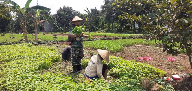 
 Sertu Jayadi Hendrawan Saat Memanen Sayuran Hasil Pupul Bios 44 DC. (Istimewa/Bogordaily.net)