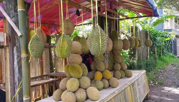 Pemkot Bogor Maksimalkan Potensi Kampung Durian di Rancamaya