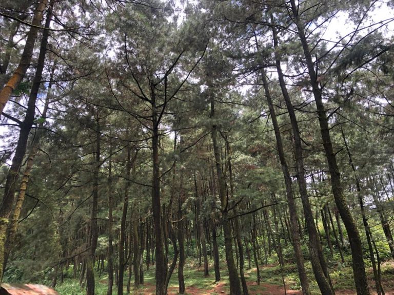 Camping Ground Pasir Luhur Pamijahan, Wisata Kemah Eksotis Dikelilingi Pohon Pinus