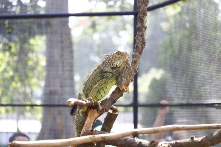 Mini Zoo Gratis di Cibinong Bogor : Ruang Publik & Edukasi