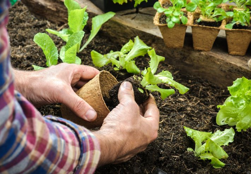Fakta Menarik, Aktivitas Berkebun Bermanfaat untuk Tubuh