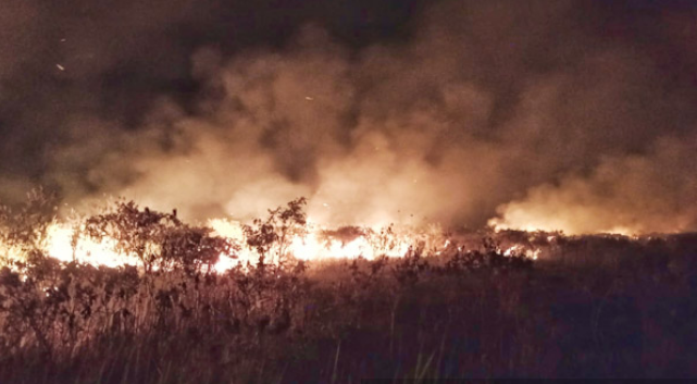 Taman Nasional Way Kambas Kebakaran, 1500 Hektare Lahan Ludes