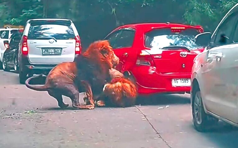 Viral 2 Ekor Singa Berkelahi hingga Tabrak Mobil Pengunjung di Taman Safari Prigen