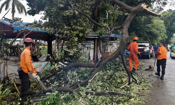 BPBD Kota Bogor atasi dahan pohon patah di Jalan Merdeka Kota Bogor