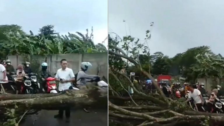 Angin Kencang di Parung, Pohon Tumbang hingga Atap Rumah Warga Rusak