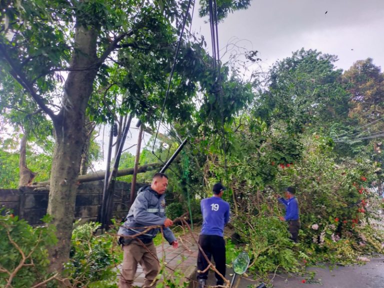 Pohon Tumbang di Beberapa Lokasi, BPBD Kota Bogor Gercep Lakukan Evakuasi
