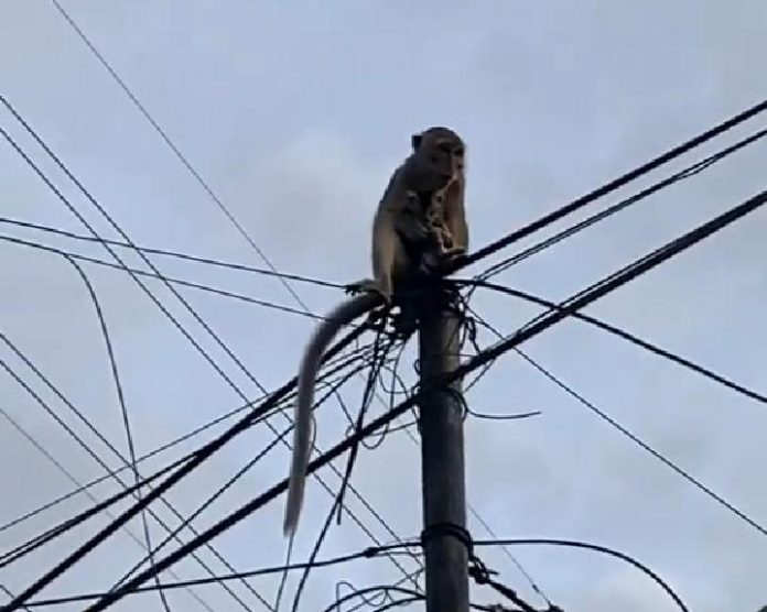 monyet Menculik anak kucing