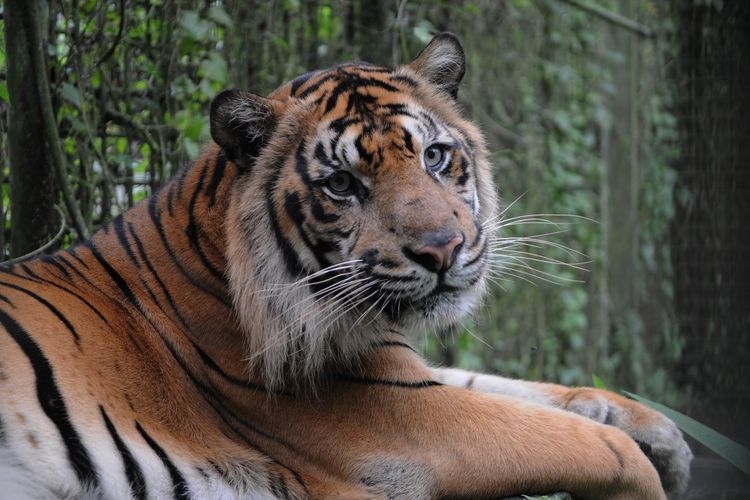 PKBSI dan GSMP Kunjungi Taman Safari Bogor, Pastikan Breeding Populasi Harimau Sumatera Aman