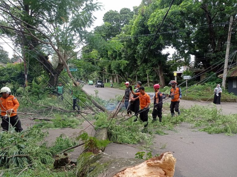 BPBD Kota Bogor Gercep Tangani Dahan Pohon yang Menghalangi Jalan