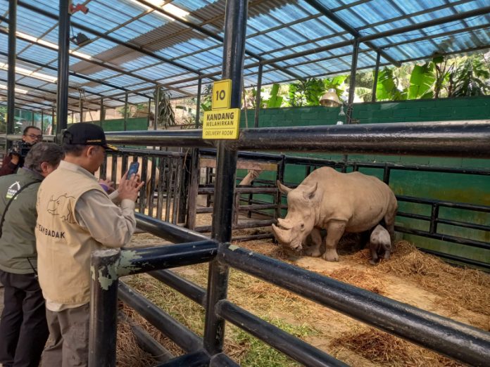 Badak Putih Taman Safari Bogor