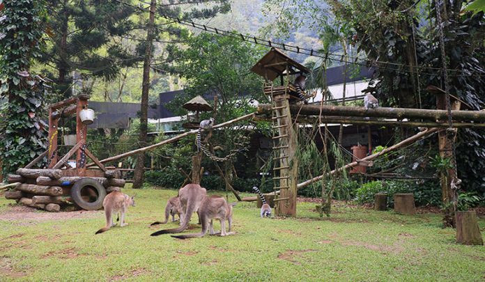 jam buka harga tiket Taman Safari Bogor promo tahun baru