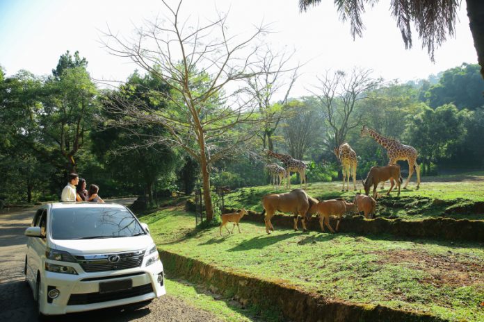 harga tiket Taman Safari Bogor promo tips liburan tahun baru 2024