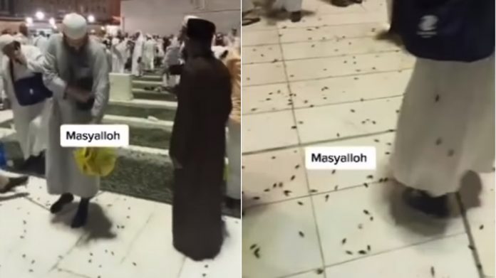 Viral jangkrik masjidil haram