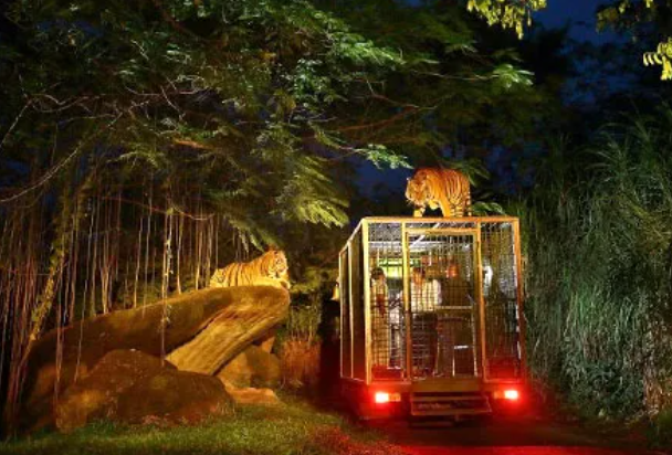 Berapa Harga Tiket Safari Malam di Taman Safari Bogor? Cek!