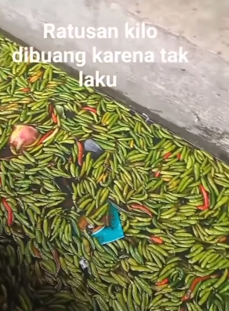 Viral Ratusan Kilo Cabai Dibuang di Parit Medan