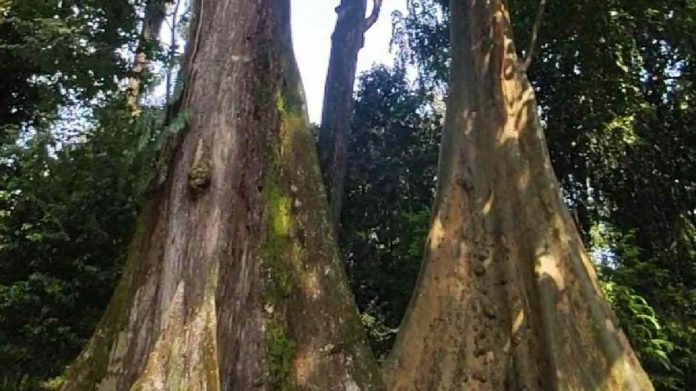 Pohon jodoh Kebun Raya Bogor