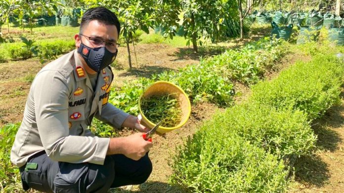 Kompol Fadli Amri tanaman stevia