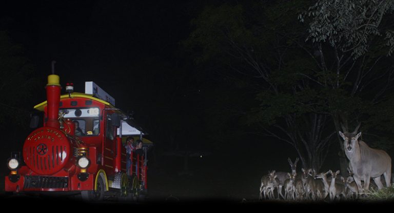 Harga Tiket Safari Malam di Taman Safari Bogor Terbaru, Mulai Rp160 Ribuan
