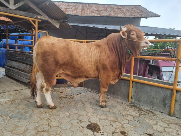 Harga Sapi Qurban 1 Ton