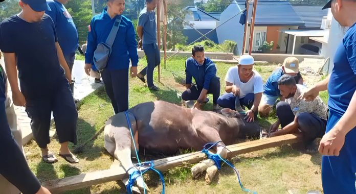 doa menyembelih hewan kurban bogor