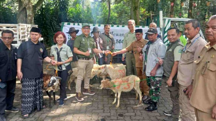 Taman Safari Bogor Sumbangan 38 Kambing Idul Adha 1444 Hijriah untuk Masyarakat Cibeurem