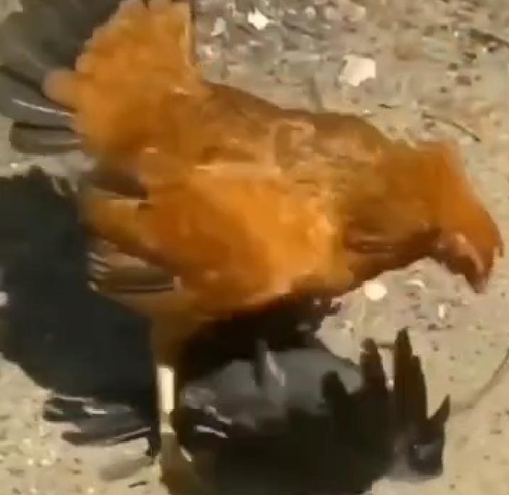 Serang Anaknya, Ibu Ayam Bertarung dengan Burung Gagak