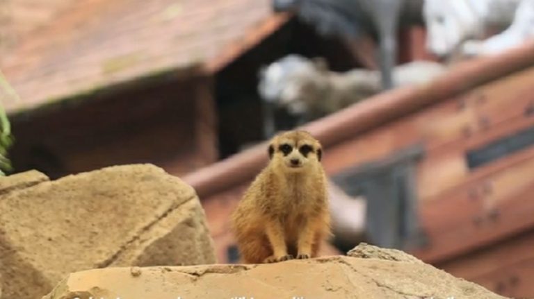 Liburan Sekolah di Bogor, Yuk Ketemu Meerkat Madagaskar di Taman Safari Bogor, Satwa Unik dan Lucu