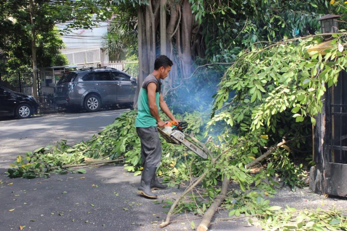 Disperumkim Kota Bogor Tingkatkan Kegiatan Pangkas Pohon