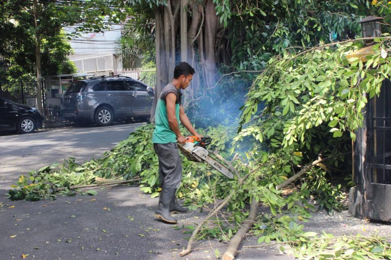 Disperumkim Kota Bogor Tingkatkan Pangkas Pohon, Ini Alasannya