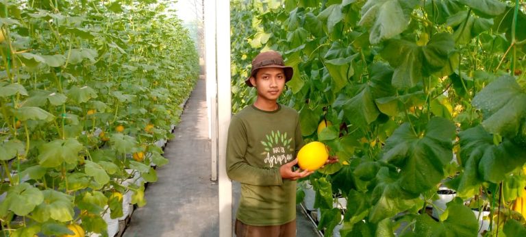 Buah Melon Minions, Melon Manis Asal Cikarawang Dramaga Bogor