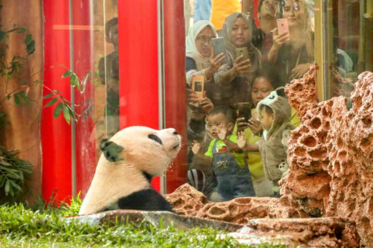 Ngopi Bareng Jurnalis, Taman Safari Bogor Kenalkan Lebih Dekat Giant Panda