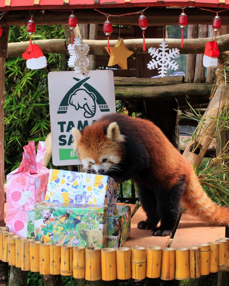 Meriahkan International Red Panda Day 2023, Taman Safari Bogor Beri Doorprize
