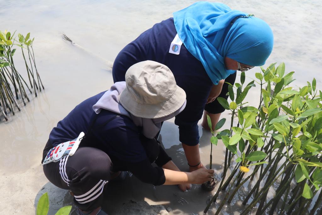 BRI menanam bibit mangrove